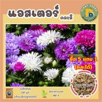 เมล็ดพันธุ์ดอกแอสเตอร์คละสี 40 เมล็ด (Power Puff Aster Flower Seed) สีสวย เมล็ดพันธุ์ดี ปลูกง่าย (ซื้อ 5 แถม 1)