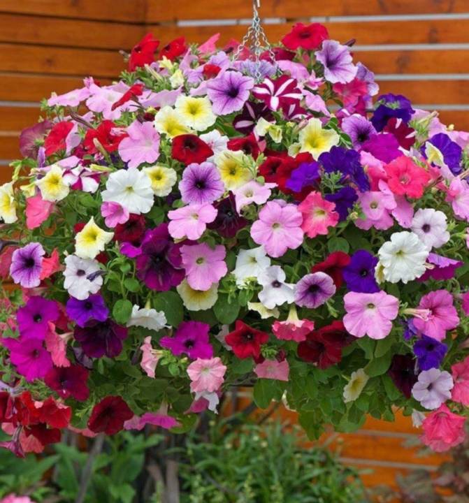 พิทูเนีย-petunia-mix-colour-seeds-เมล็ดพันธุ์ดอกพิทูเนียคละสี-บรรจุ-50-เมล็ด