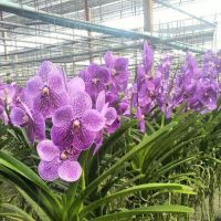 30 เมล็ดพันธุ์ Home Plant Seed เมล็ดกล้วยไม้ ฟาแลนนอปซิส (Phalaenopsis Orchids) Orchid flower Seed อัตราการงอกของเมล็ด 80-85%