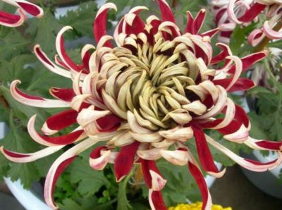 100 เมล็ดพันธุ์ เมล็ด ดอกเบญจมาศ หรือ ดอกมัม เป็นดอกไม้แห่งความรื่นเริงและความบริสุทธิ์ใจ Chrysanthemums Seeds อัตราการงอก 80-85%