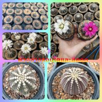 ??ยิมโนจานบิน?? Gymnocalycium Ragonesei ไม้เมล็ด ขนาด2-7 ซม. ต้นกระบองเพชร ต้นแคคตัส (แคคตัส กระบองเพชร)