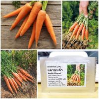 เมล็ดพันธุ์ แครอทจิ๋ว แครอทเบบี้ (Little Fingers Carrot Seed) 2000 เมล็ด คุณภาพดี ราคาถูก ของแท้