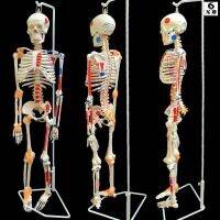 Teaching a small white human body skeleton model with lumbar vertebra disc mould structure joints cervical vessels