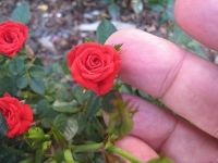 30 เมล็ด เมล็ดพันธุ์ ดอกกุหลาบ สีแดง พันธุ์แคระ กุหลาบจิ๋ว Rose Seeds