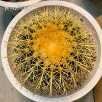 โปรโมชั่น (jinhu)กระบองเพชร แคคตัส พืชอวบน้ำถังทอง ขนาด 20-22 ซม (Echinocactus grusonii) หรือ (เอคิโนแคคตัส กรูซอนอิอาย) ราคาถูก  แคคตัส กระบองเพรช ตะบองเพรช ไม้จิ๋ว ไม้ตั้งโต๊ะทำงาน ไม้ประดับ ไม้มงคล ไม้ดอก