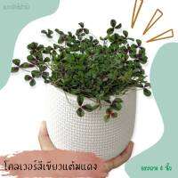 ต้นโคลเวอร์ (Clover) กระถางขนาด 5.5 นิ้ว