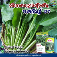 เมล็ดผักกาดกวางตุ้งต้น ทศกัณฐ์37 ตราศรแดง ปริมาณ100กรัมและ5,000เมล็ด เมล็ดผักกาด เมล็ดกวางตุ้ง เมล็ดพันธุ์ผัก ศรแดง