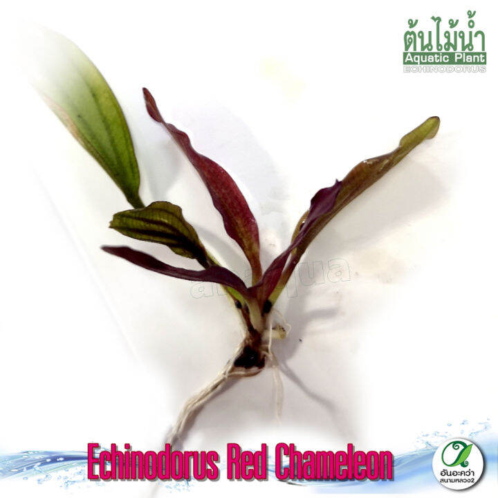 อะเมซอน-echinodorus-red-chameleon-ต้นไม้น้ำ