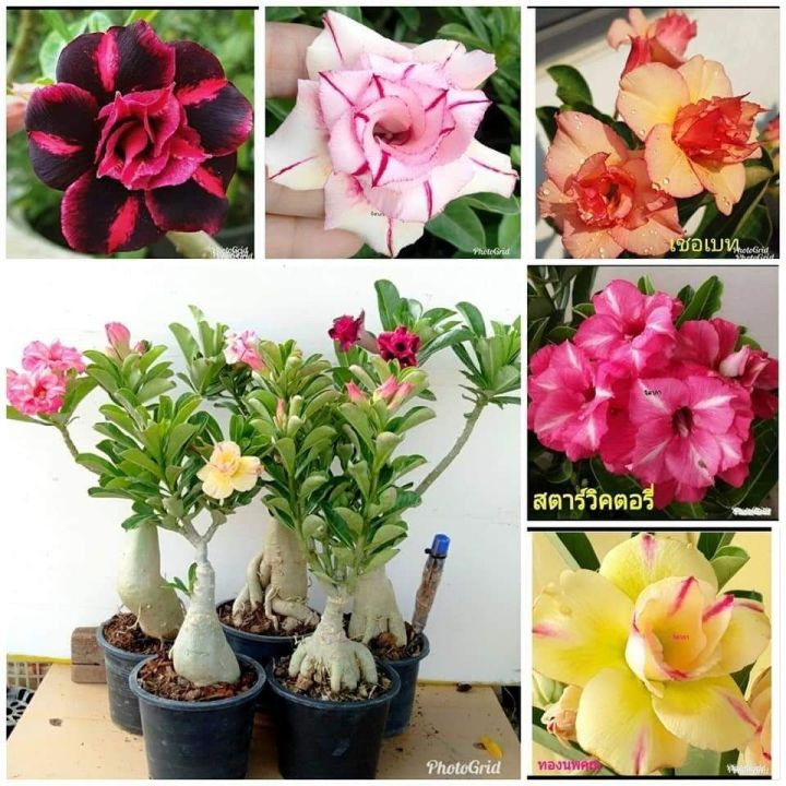 12-เมล็ด-เมล็ดพันธุ์-ชวนชม-สายพันธุ์ฮอลแลนด์-คละสี-adenium-seeds-กุหลาบทะเลทราย-desert-rose-ราชินีบอนไซ-อัตรางอก-80-90-มีคู่มือปลูก