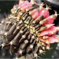 เมล็ดพันธุ์ ยิมโน คริส cristata คริสตาต้า x ยิมโนด่าง 25 เมล็ด cactus กระบองเพชร แคคตัส