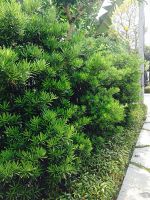 ขายส่ง 100 เมล็ด เมล็ดสนใบพาย สนใบพาย Podocarpus polystachyus หลิวอรหันต์ สนจักรพรรดิ์ หลิวไต้หวัน สนประดิพัทธ์ สนใบเล็ก พญาไม้ใบเล็ก