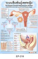 INTOP By OST Plastic Poster The Human Female Reproductive System ระบบสืบพันธุ์เพศหญิง : 50x70 Cm #EP-216