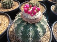 ??เมล็ดเมโล ??  Melocactus seed 150 เมล็ด เมล็ดแคคตัส เมล็ดกระบองเพชร  (แคคตัส กระบองเพชร)