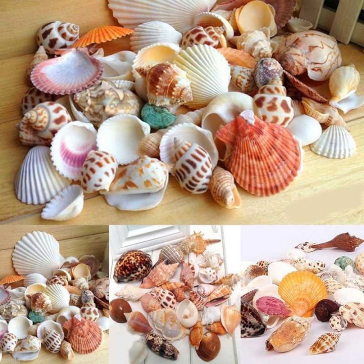 bokali-100gผสมbeach-shells-aquariumตู้ปลาตกแต่งdiyจำนวนมากเปลือกหอย