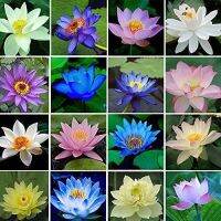 8 เมล็ด คละสี เมล็ดบัว บัวญี่ปุ่น บัวญี่ปุ่นแคระ เมล็ดเล็ก ดอกดกทั้งปี ของแท้ 100% Lotus Waterlily Seed มีคู่มีวิธีปลูก รหัส 0011