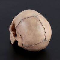 ☽△ Medical Anatomical Skull Model