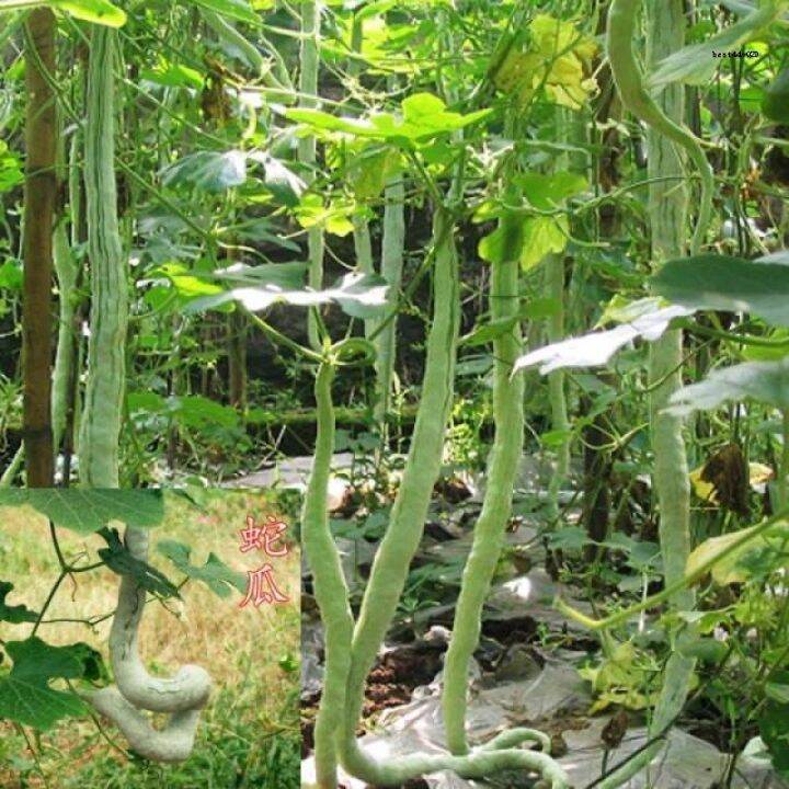 Chinese Snake Gourd Seeds Rare Organic Vegetable Seeds Python Snake ...