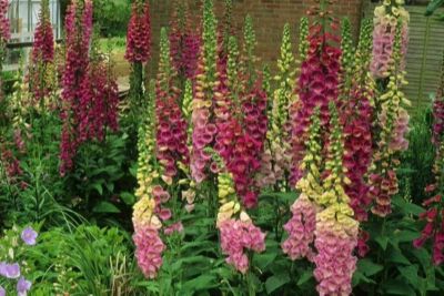 เมล็ดพันธุ์ ดอกฟ๊อกเลิฟ ดิจิทาลิส digitalis purpurea foxglove excelsior 1000 เมล็ด เมล็ดพันธุ์นำเข้าจาก อังกฤษ