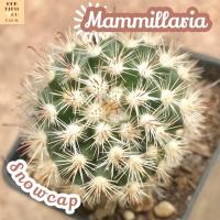 [สโนว์แคป] Mammillaria Snowcap ส่งพร้อมกระถาง แคคตัส Cactus Succulent Haworthia Euphorbia ไม้หายาก พืชอวบน้ำ ไม้หนาม ไม้ทะเลทราย กระบองเพชร