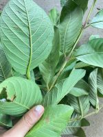 ใบฝรั่งสดสมุนไพร Guava leaves  เก็บสดส่ง จากสวน ปลอดสารพิษ ทำยาได้ สมุนไพรไทย 1 กก  99 บาท