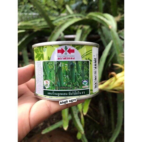 gardening Tin 50g Benih Timun Batang Cap Panah Merah F1 Hibrid Jumbo ...