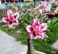 2 เมล็ด เมล็ดพันธุ์ ชวนชม สายพันธุ์ Belladonna สีม่วง Bonsai Desert Rose Adenium Seed กุหลาบทะเลทราย ราชินีทะเลทราย บอนไซ มีคู่มือปลูก