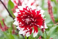 35 เมล็ด Flower Seeds เมล็ดพันธุ์ Mystery Dahlia สายพันธุ์ยุโรป ดอกรักเร่ นำเข้าจากอังกฤษ ดอกใหญ่  Dahlia Flower Seeds