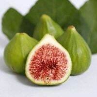 10 เมล็ด เมล็ดมะเดื่อฝรั่ง Figs สายพันธุ์ Violet de Bordeaux (วีดีบี) ของแท้ 100% มะเดื่อฝรั่ง หรือ ลูกฟิก (Fig) อัตรางอก 70-80% Figs seeds มีคู่มือวิธีปลูก