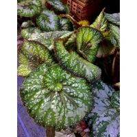 โปรโมชั่น บีโกเนีย Begonia กระถาง 6นิ้ว ต้นไม้ลดมลพิษในอากาศ ไม้ดอกไม้ประดับ อายุหลายสิบปี ราคาถูก กระถาง  กระถางต้นไม้ กระถางจพลาสติก จัดสวน