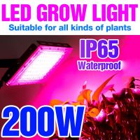 LED Grow Light Phyto Lamp Plant Light 220V 50W Phytolamp LED Full Spectrum Floodlight Greenhouse Lighting Hydroponic Plant Lamp