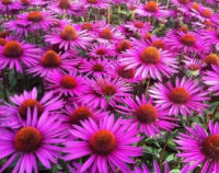 EQUINACEA / echinacea purpurea 100 seeds Medical Herb Cone Flower