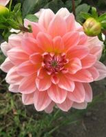 1 หัว/ออเดอร์ รักเร่ Dahlia Bulb สายพันธุ์ Salmon Pink หัวรักเร่ ดอกไม้ หัวหน่อ นำเข้า เหง้า เนเธอร์แลน หัวสดใหม่