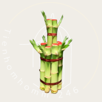 ต้นไม้จิ๋วมงคล ไผ่กวนอิม 2 ชั้นจิ๋ว สูง 12 เซนติเมตร ต้นไม้ปรับฮวงจุ้ย LUCKY BAMBOO