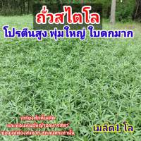 #ถั่วท่าพระสไตโล 1 กก. (เมล็ด) #ถั่วสไตโลท่าพระ #Stylosanthes guianensis #เกรียงศักดิ์เมล็ดและท่อนพันธุ์หญ้าอาหารสัตว์