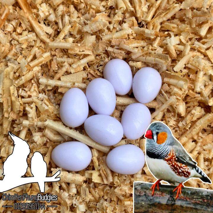 Chim Uyên Ương (Hồng Tước Nhỏ Dalat) | Diễn Đàn Chim Cảnh Việt Nam