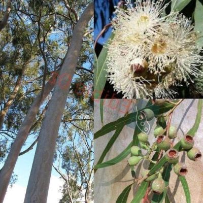 เมล็ดพันธุ์ ยูคาลิปตัสบอนไซ Eucalyptus citriodora lemon scented gum 10 เมล็ด เมล็ดพันธุ์นำเข้าจาก อังกฤษ.
