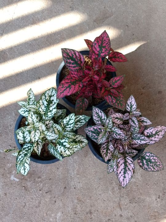 ละอองดาว-ไฮโพเอสเทส-hypoestes-ไม้ประดับสวยงามลวดลายสวยแปลกตา