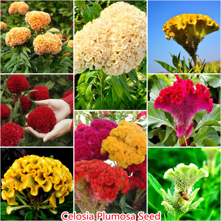 เก็บเงินปลายทาง-cod-200-แคปซูลต่อแพ็ค-เมล็ดพันธุ์-สร้อยไก่-celosia-plumosa-seeds-เมล็ดพันธุ์-ต้นไม้ประดับ-เมล็ดดอกไม้-ต้นไม้-ไม้ประดับ-เมล็ด-ไม้ดอก-พันธุ์ไม้ดอก-ต้นดอกไม้-ต้นไม้หายาก-ต้น-บอนสี-เมล็ดบอ