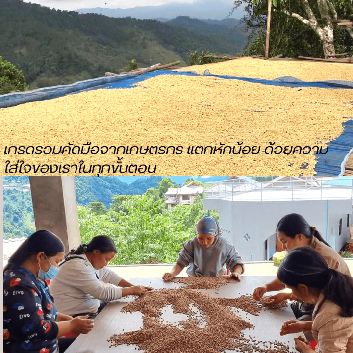 เมล็ดกาแฟปางขอนเชียงราย-คั่วใหม่-บรรจุถุงติดวาลว์-500g-เมล็ดกาแฟสดคั่วบด-เมล็ดกาแฟอราบิก้าแท้100-กาแฟคั่วเข้ม-คั่วเข้มมาก-ส่งฟรี