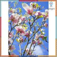 จำปีซูซาน magnolia สายพันธ์นี้ออกดอกได้ในทุกสภาพอากาศ ปลูกต้นไม้ ต้นไม้สวยๆ ยอดขายดีอันดับหนึ่ง