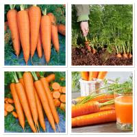 เมล็ดพันธุ์ แครอท สีส้ม (Danver Carrot Seed) บรรจุ 1000 เมล็ด