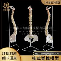 Human body hanging spinal disc with pelvic 85 cm high spinal nerve spine model 1:1