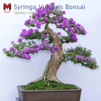 เมล็ดพันธุ์ไลแลคแคระ(บอนไซ) Syringa Vulgaris Bonsai ดอกสีม่วง มีกลิ่นหอม (30เมล็ด)