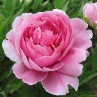 10 เมล็ด เมล็ดโบตั๋น ดอกโบตั๋น ดอกพีโอนี (Peony) สีชมพู Pink Peony ดอกไม้นี้​เป็นสัญลักษณ์ของความมั่งคั่งร่ำรวย ความซื่อสัตย์ อัตรางอกสูง 70-80 %