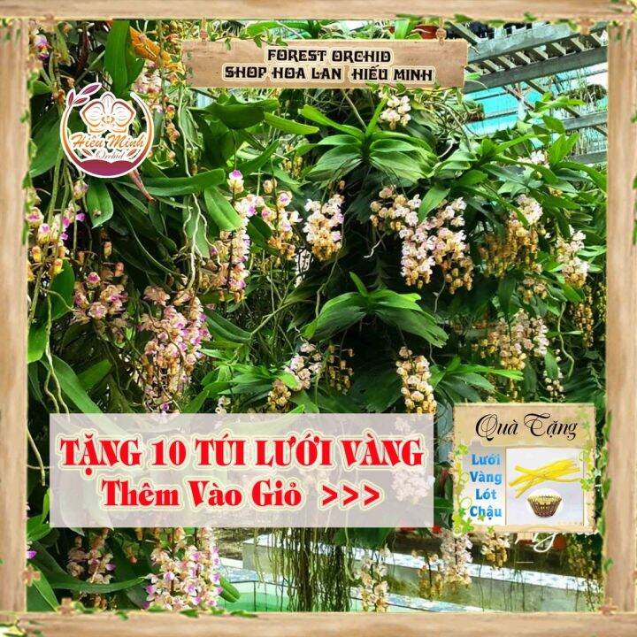 Hoa Lan Đột Biến Tam Bảo Sắc, Quế Tháng 4-5 Phong Lan Rừng Tây Bắc, Lào,  Cây Giống Giá Rẻ, Phi Điệp 5 Cánh Trắng Tím | Lazada.Vn