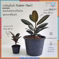 ยางอินเดียดำ ต้นไม้ฟอกอากาศ ประดับในบ้าน ฟอร์มสวย ราคาสวน flashsale ลดกระหน่ำ