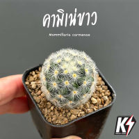 Mammillaria carmenae แมมมิลาเรีย คามิเน่ขาว #แคคตัส กระบองเพชร cactus&amp;succulent