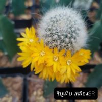 Cactus Rebutia dark yellow สีเหลืองเข้ม R006