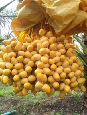 เมล็ดอินทผลัม Date Palm SeedsZAHIDI ซาฮีดี้ 10 เมล็ดแท้จากต้นเพาะเนื้อเยื่อ