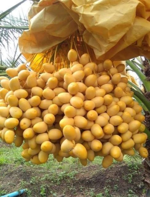 เมล็ดอินทผลัม-date-palm-seedszahidi-ซาฮีดี้-10-เมล็ดแท้จากต้นเพาะเนื้อเยื่อ